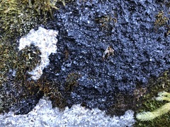 Leciophysma