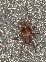 Myrmekiaphila foliata