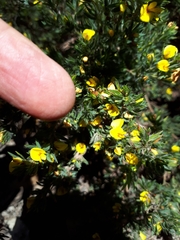 Pultenaea involucrata
