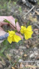 Goodenia decurrens