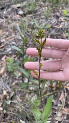 Goodenia decurrens