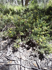 Pultenaea involucrata