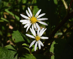 Eurybia furcata