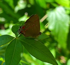 Arzecla tucumanensis