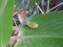 Litoria fallax