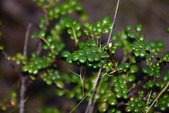 Phyllanthus myrtilloides shaferi