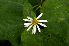 Eurybia furcata