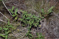 Phyllanthus myrtilloides shaferi