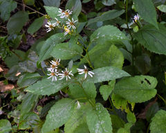 Eurybia furcata