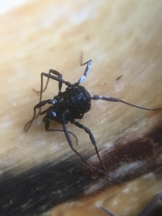 Nemastoma bimaculatum