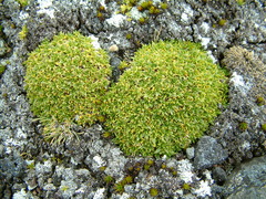 Colobanthus quitensis