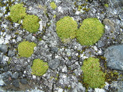 Colobanthus quitensis