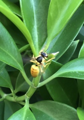 Vespa bicolor