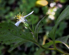 Eurybia furcata