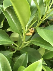 Vespa bicolor