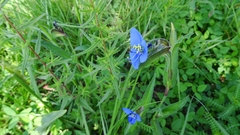 Commelina tuberosa