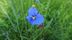 Commelina tuberosa