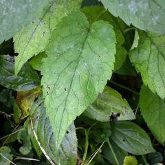 Eurybia furcata