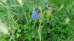 Commelina tuberosa