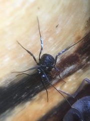 Nemastoma bimaculatum