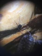 Nemastoma bimaculatum