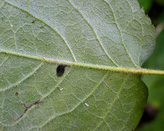 Eurybia furcata