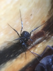 Nemastoma bimaculatum