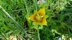 Calochortus barbatus