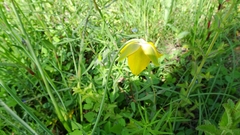 Calochortus barbatus