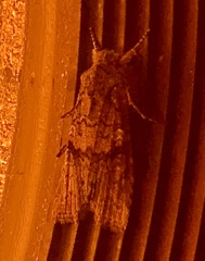 Xylenini