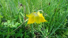 Calochortus barbatus