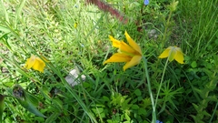 Calochortus barbatus