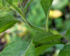 Eurybia furcata