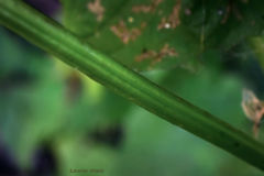 Eurybia furcata