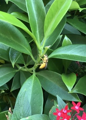 Vespa bicolor