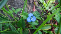 Commelina tuberosa