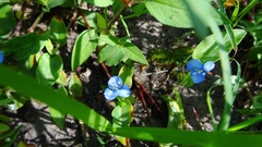 Commelina tuberosa