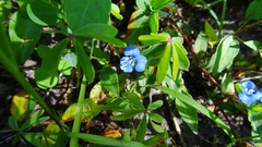 Commelina tuberosa