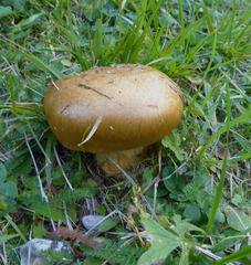 Calonarius elegantior