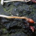 Collybia tuberosa - Photo (c) Sadie Hickey,  זכויות יוצרים חלקיות (CC BY-NC), הועלה על ידי Sadie Hickey