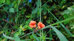 Macroptilium gibbosifolium