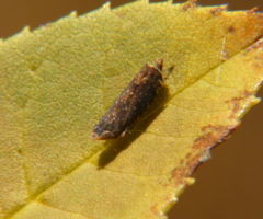 Scaphytopius frontalis