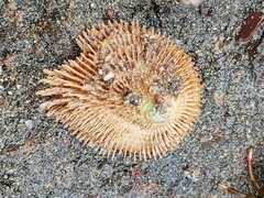 Image of Pilosabia trigona