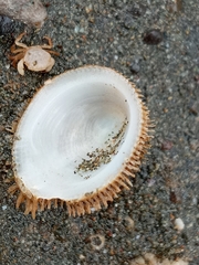 Pilosabia trigona