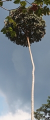 Cecropia adenopus