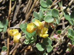 Acmispon decumbens