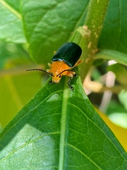 Cacoscelis marginata