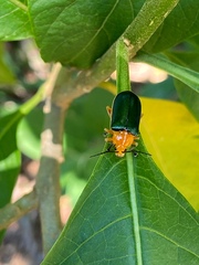 Cacoscelis marginata