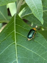 Cacoscelis marginata