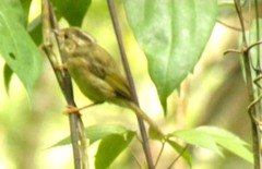 Basileuterus tristriatus